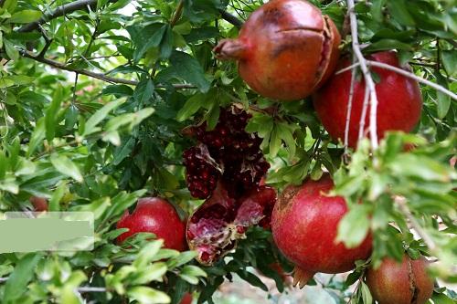 انار گنبدکاووس آماده ورود به بازار 