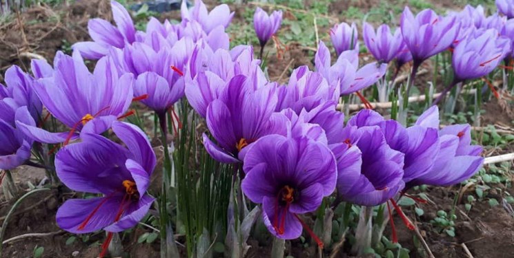 کشت «طلای سرخ» در حوضه دریاچه ارومیه