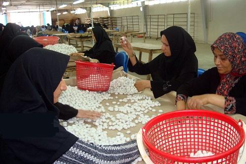 افزایش تولید پیله ابریشم در مازندران 