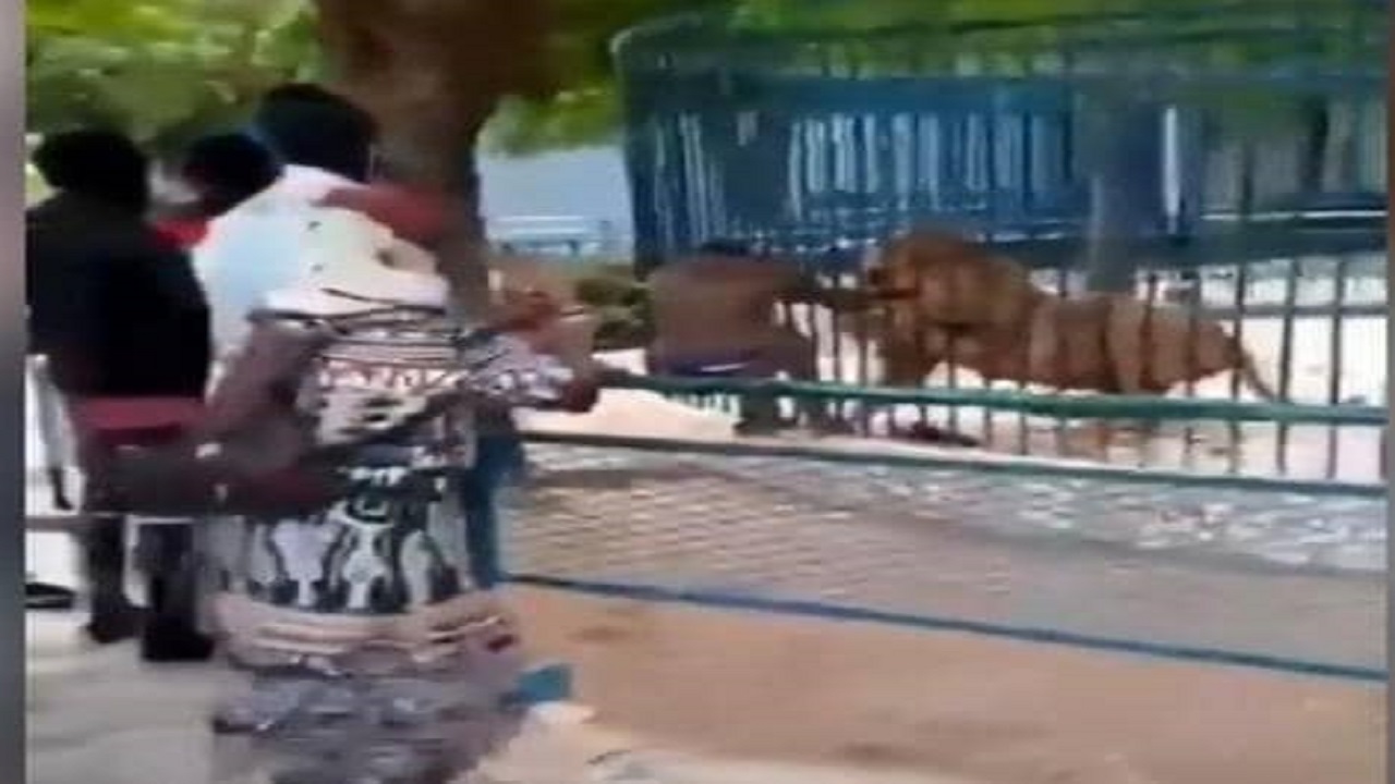 حمله وحشتناک شیر به کارگر باغ وحش