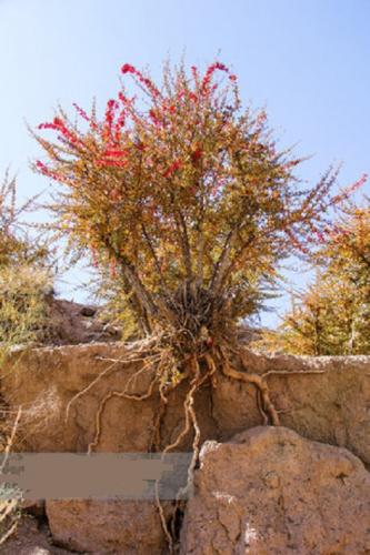  برداشت زرشک از باغات خراسان جنوبی