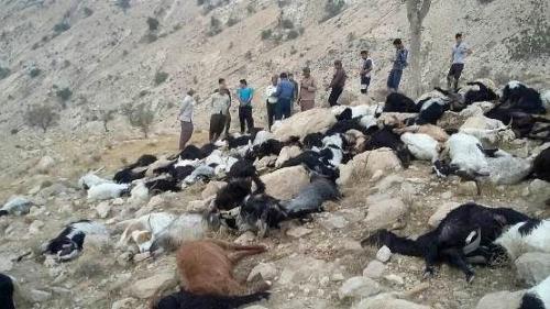 جزئیات شایعه دفن گسترده دام در برخی استان‌ ها