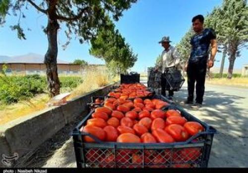 گوجه فرنگی ارزان می‌شود؟