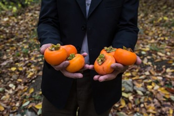  خُرمالوی کن