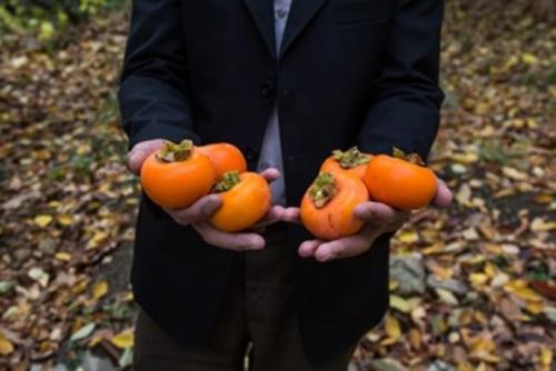  خُرمالوی کن