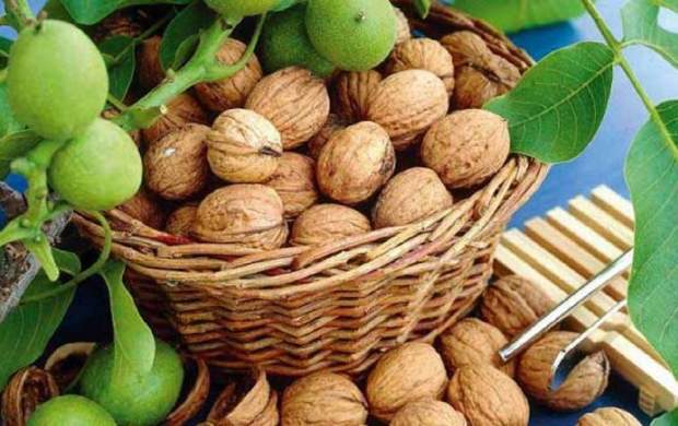 مضرات و فواید گردو که از آنها بی خبرید