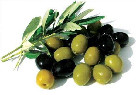 اینفوگرافی / زیتون در درمان بسیاری از بیماری ها اینفوگرافی / زیتون در درمان بسیاری از بیماری ها