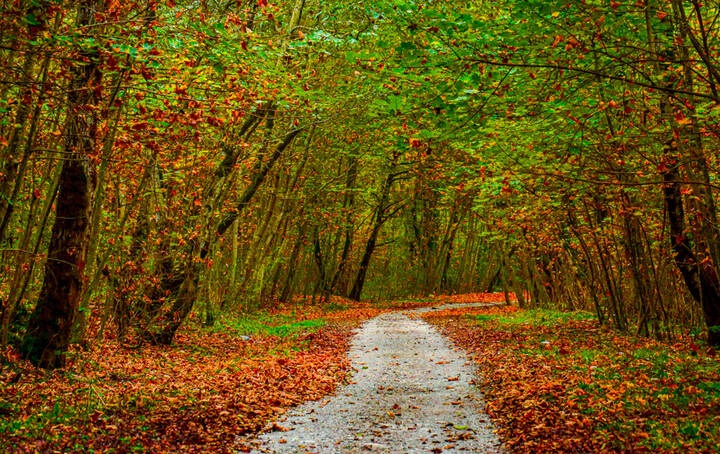 عکس/ پاییز رنگارنگ ایران