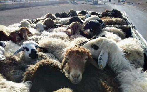 کشف 95 راس دام قاچاق در جوانرود