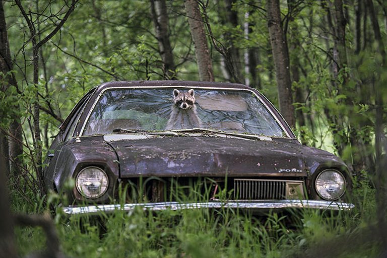 برترین عکس‌های حیات وحش در سال 2020