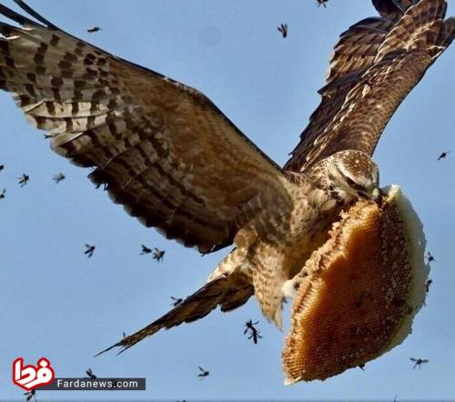 نبرد باورنکردنی دزد و مدافعین در آسمان! +عکس 