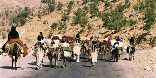 تولید 25% گوشت قرمزتوسط عشایر