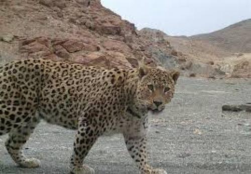  پلنگ ایرانی گرفتار در تله شکارچیان +عکس