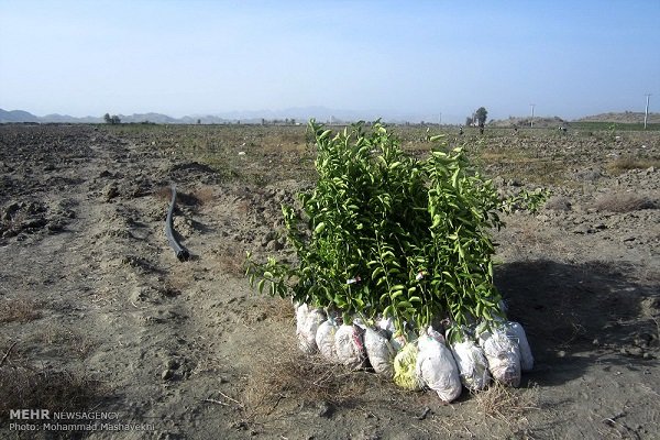  کاشت نهال در منازل شهروندان 