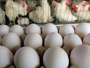 «ثبات قیمتها» وعده جدید وزارت صمت