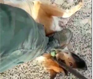  ۷۴ ضربه شلاق برای سگ‌کشی در گیلان