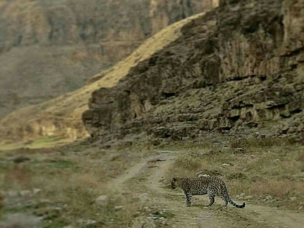 پلنگ زیبای پارک ملی دنا