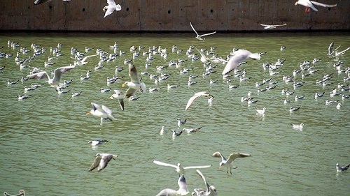 میهمانان ناخوانده زمستان شیراز
