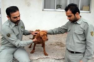 کیفرخواست عامل سگ آزاری صادر شد