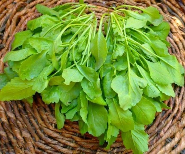 دستگاه تنفسی سالم با خوردن شاهی