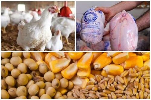 مرغ از خراسان جنوبی پر کشید/ تداوم گرانی و نبود نظارت بر بازار