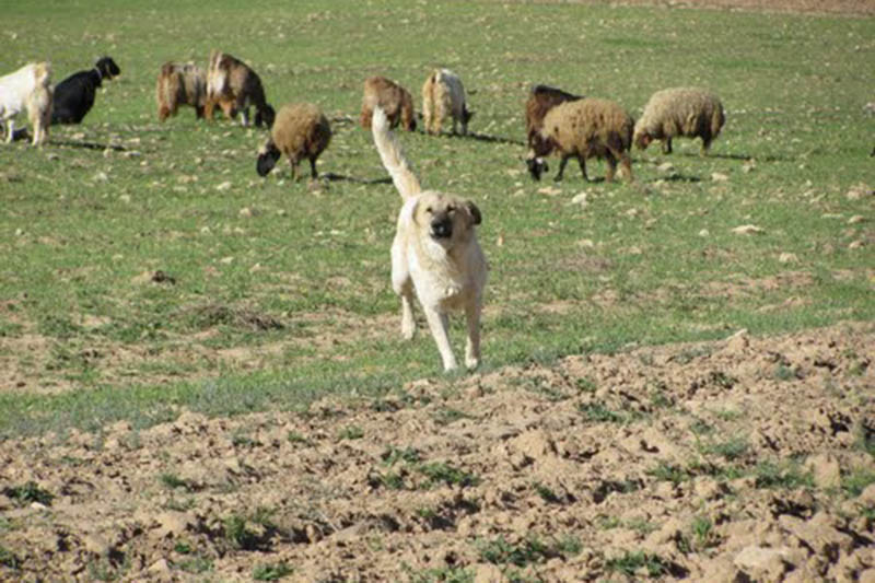  سگ گله در حال شکار پهپاد  
