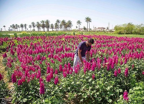  تصاویر زیبا از برداشت گل در شهرستان حمیدیه