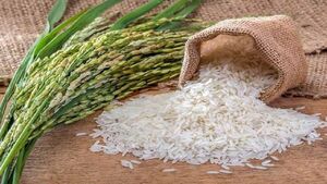عطر خوش برنج طارم در بورس کالای ایران