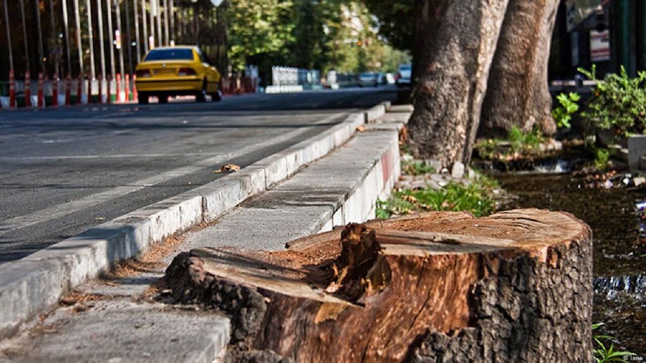  درآمدزایی از قطع درختان؟