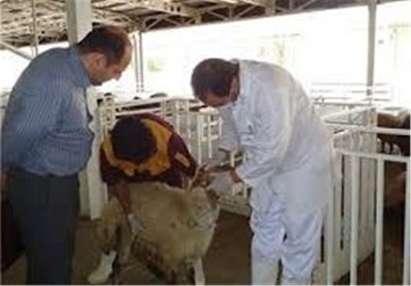  رقابت ناسالم آفت صنعت داروهای دامپزشکی شده است