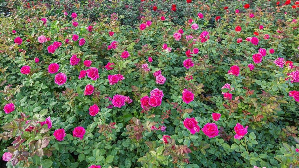 محلات، پایتخت گل ایران