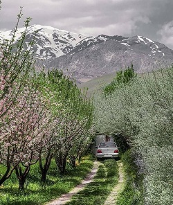 عکس/ خوشبخت ترین پراید ایران