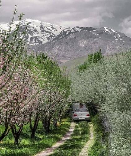 عکس/ خوشبخت ترین پراید ایران