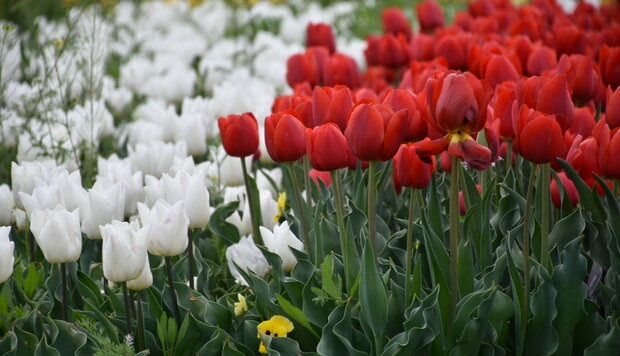 جشنواره گل لاله در روزهای سخت کرونای