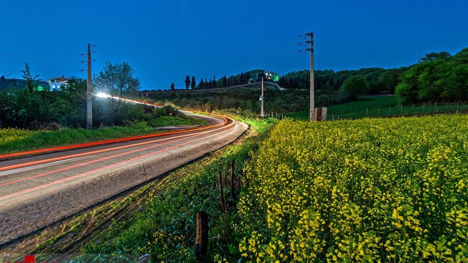 مزارع کلزا - مازندران