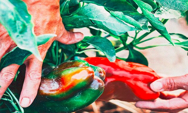  فرمول خوراکی برای حفظ رطوبت پوست