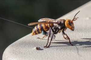استفاده از زنبور به عنوان تست کرونا!