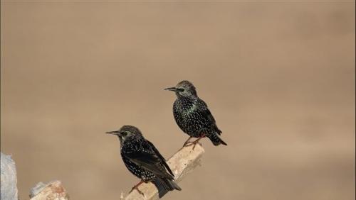  شناسایی و ثبت ٢١٠ گونه پرنده در شهر تهران