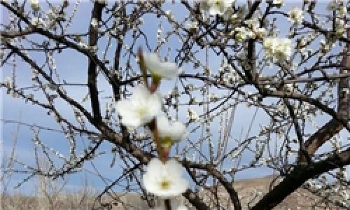 باغهای سیب، مرکبات و میوه‌های هسته‌دار از سرما در امان ماندند/بازار میوه به هم نمی‌خورد
