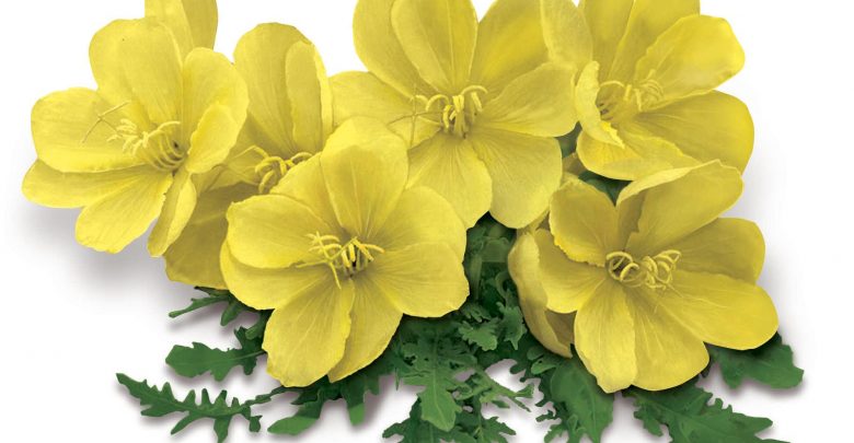 کپسول روغن گل مغربی و اثرات شگفت انگیز آن