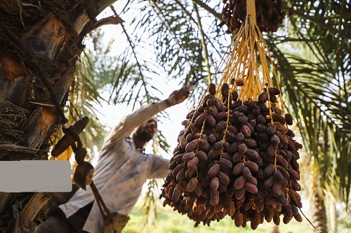درگذشت پیرترین دوچرخه سوار جهان 