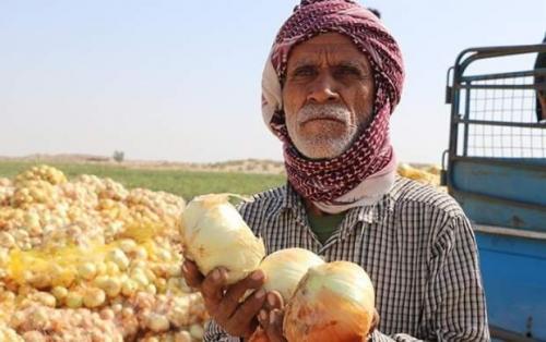 هزاران تن پیاز در انبارها فاسد شد