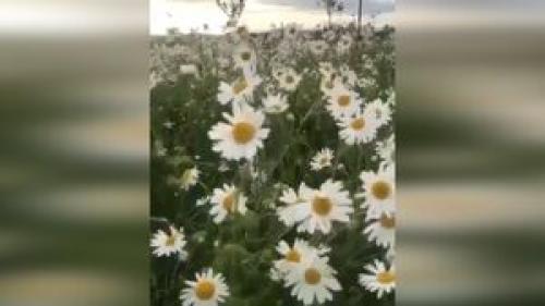 از معروف ترین جنگل های ایران