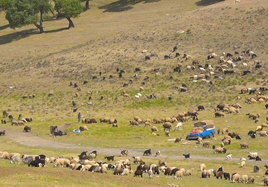 خرید تضمینی دام عشایر از ۱۷ خرداد در سراسر کشور آغاز می‌شود