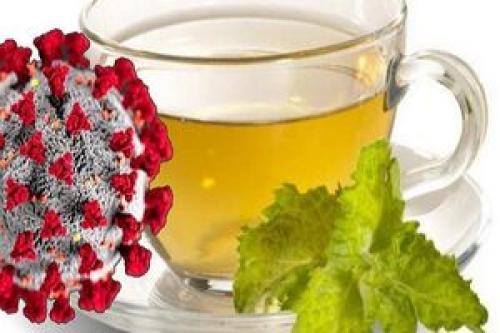  چای سبز در مقابله با کووید ۱۹ موثر است