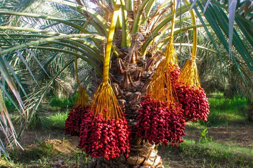  عکس/ آغاز برداشت خرما