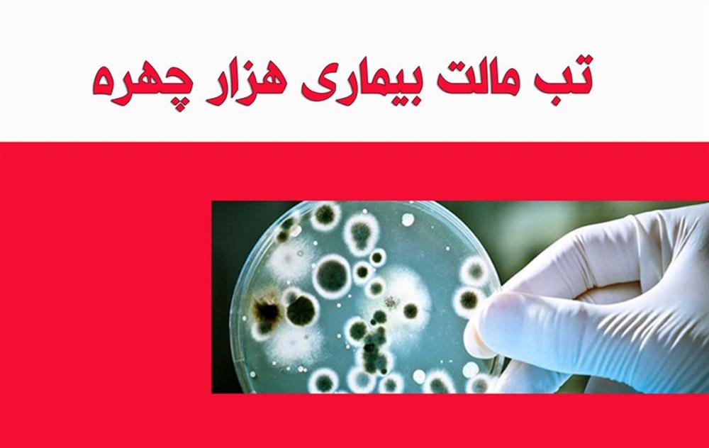آنچه باید در مورد تب مالت بدانیم