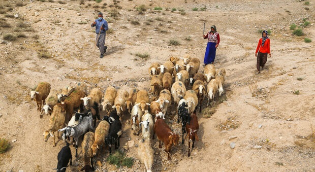 دام زنده عشایر هر کیلوگرم ۴۵ هزار تومان خریداری می‌شود