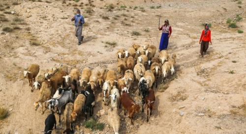 دام زنده عشایر هر کیلوگرم ۴۵ هزار تومان خریداری می‌شود
