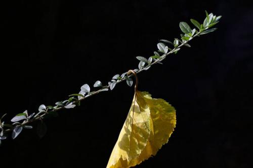 برگ ریزی زیبای درختان در فصل تابستان 